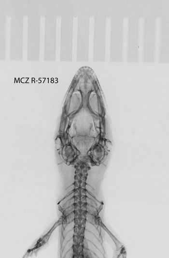Media type: image;   Herpetology R-57183